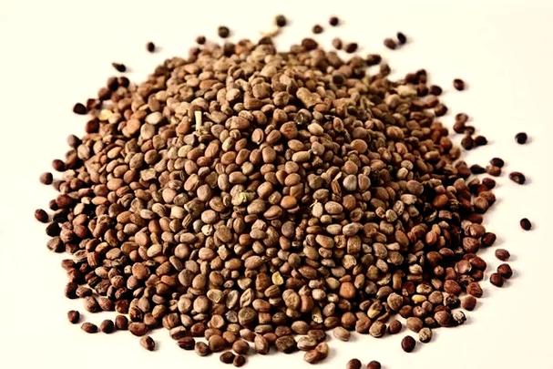 萊菔子：藏在蘿卜籽中的養生智慧